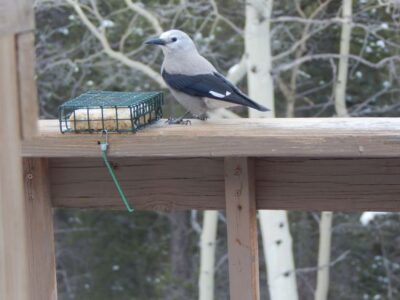 Simple Lifestyle with Nature’s Animals Image